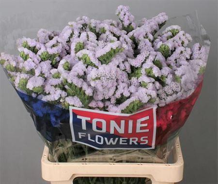 Limonium sinuatum Tessa Lavender