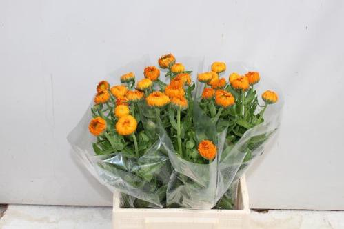 Calendula officinalis 'Green Spot Orange'