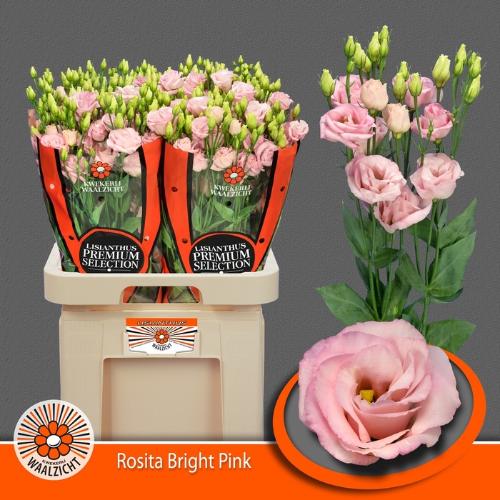 Eustoma russellianum gevuldbloemig 'Rosita Bright Pink'