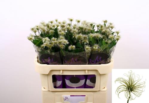 Clematis (Diversifolia Grp) Amazing Kibo (zaadpluis)