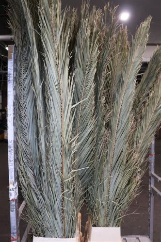 Phoenix roebelenii (blad)
