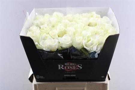 Rosa grootbloemig Avalanche+