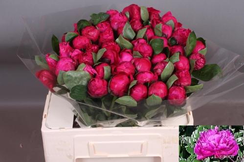 Paeonia Lactiflora Grp 'Red Sarah Bernhardt'