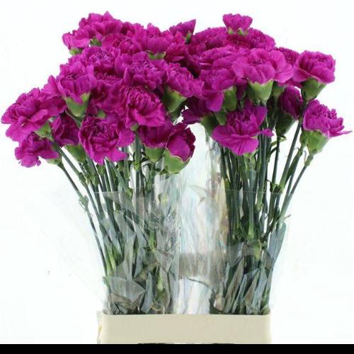 Dianthus standaard Tiepolo