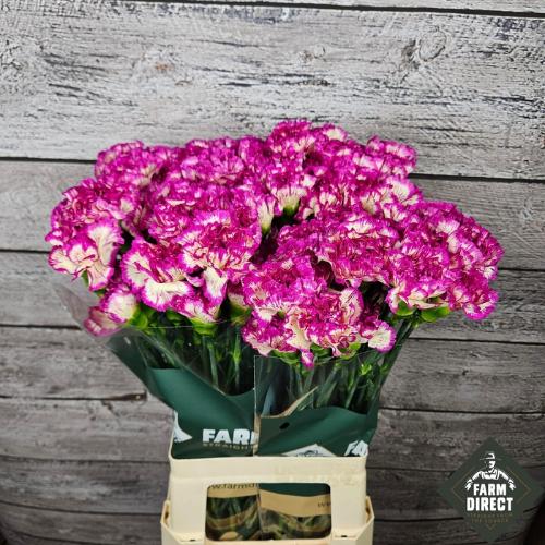 Dianthus standaard overig