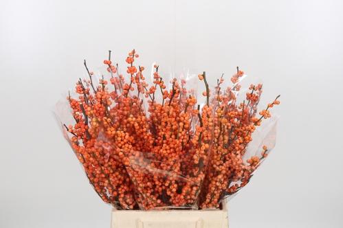 Ilex verticillata 'Winter Gold'