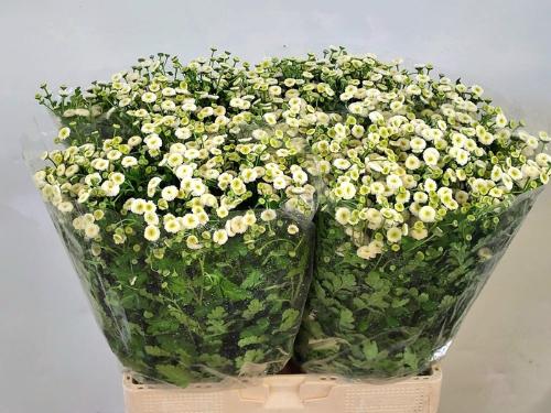 Tanacetum parthenium 'Rio'