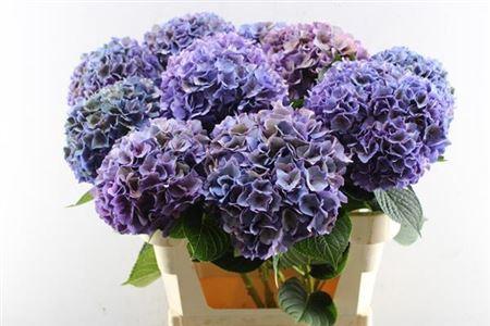 Hydrangea macrophylla 'Rodeo' (classic)