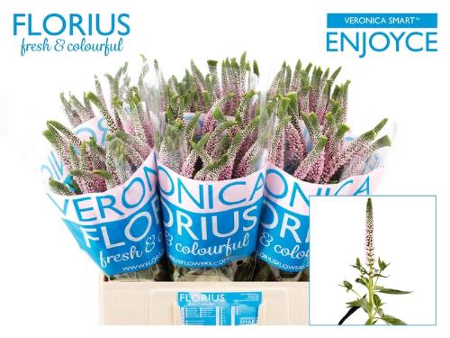 Veronica Smart Enjoyce