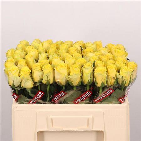 Rosa grootbloemig Good Times