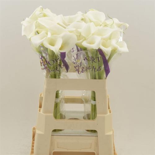 Zantedeschia White Mambo