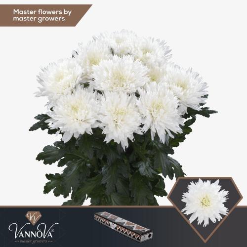 Chrysanthemum (Indicum Grp) geplozen Undercover