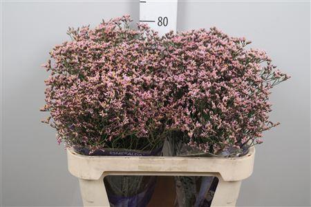 Limonium sinensis Pink Activa
