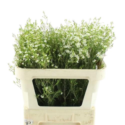 Chamelaucium uncinatum 'Ofir'