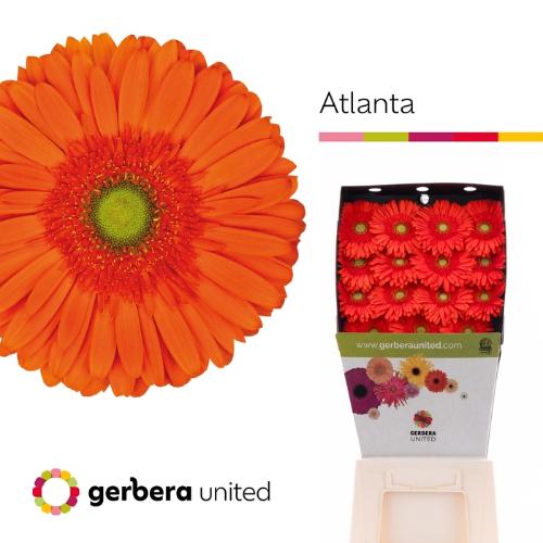 Gerbera grootbloemig 'Atlanta'