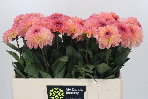 Dahlia 'Chanel'