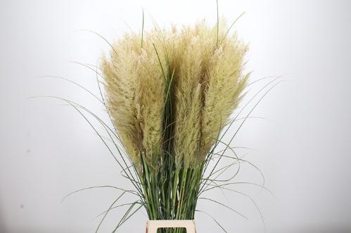Cortaderia selloana 'Evita'