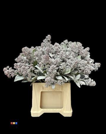 Skimmia per bos overig kleurbehandeld H%