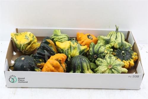 Cucurbita pepo