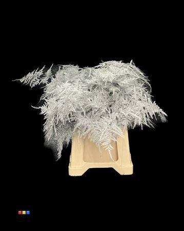 Asparagus overig kleurbehandeld H%