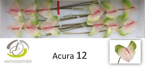 Anthurium Andreanum Grp Acura