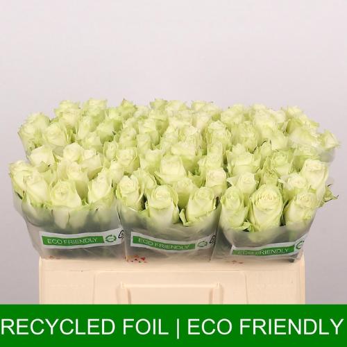 Rosa grootbloemig Athena