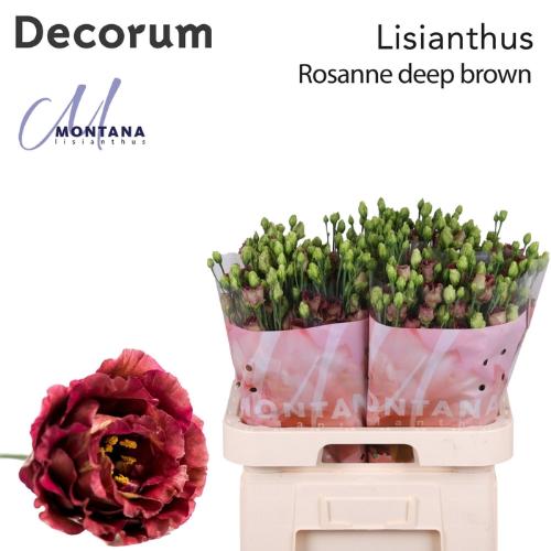 Eustoma russellianum gevuldbloemig 'Rosanne Deep Brown'
