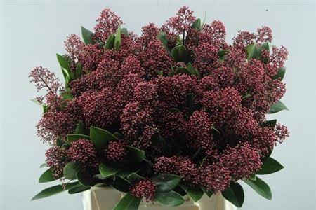 Skimmia per bos japonica 'Rubella'