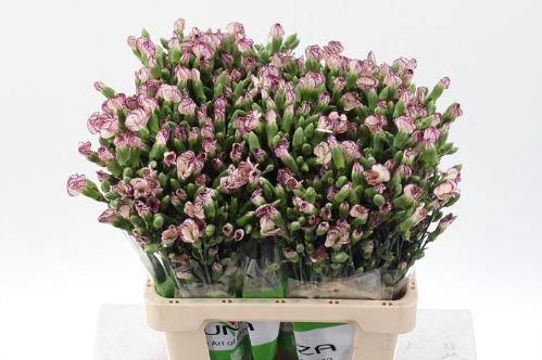 Dianthus Solomio Tino