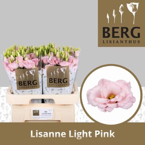 Eustoma russellianum gevuldbloemig Lisanne Light Pink