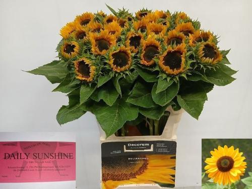 Helianthus annuus 'Sunrich Provence'