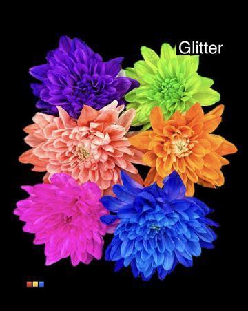 Chrysanthemum Indicum Grp tros kas kleurbehandeld H%