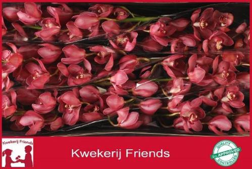 Cymbidium grootbloemig per tak 'Red Dream'