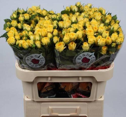 Rosa tros Golden Blossoms