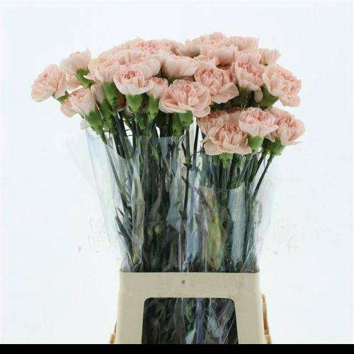 Dianthus standaard 'Noviado'