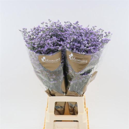 Limonium Utah Blue