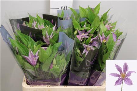 Clematis Diversifolia Grp Amazing London