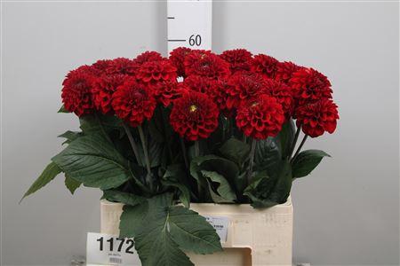 Dahlia 'Red Fox'