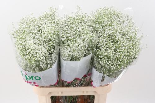 Gypsophila paniculata Zinzi Discovery