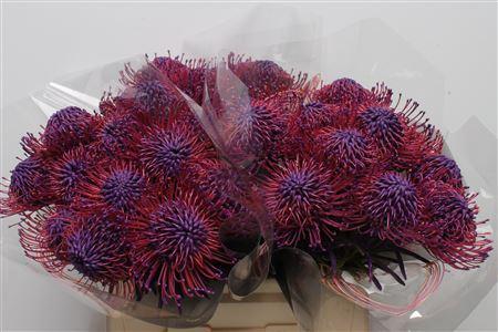 Leucospermum 'Naomi' kleurbehandeld H%