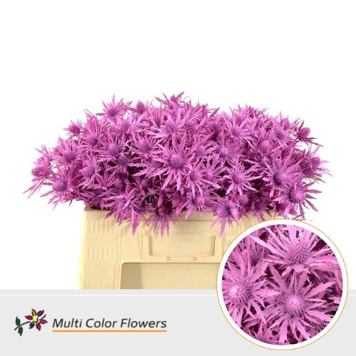 Eryngium alpinum kleurbehandeld H%