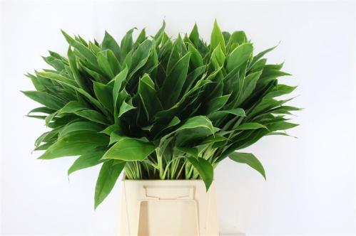 Decoratiegroen groot blad