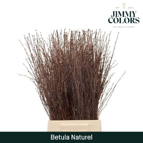 Betula kleurbehandeld H%