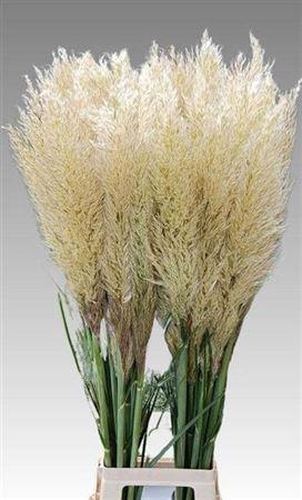 Cortaderia selloana 'Evita'
