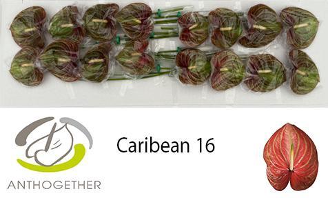 Anthurium (Andreanum Grp) Caribean