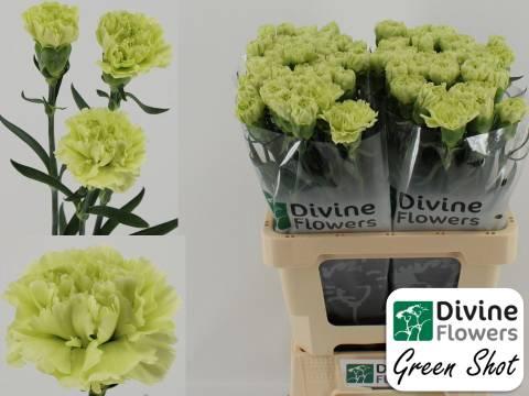 Dianthus standaard Green Shot