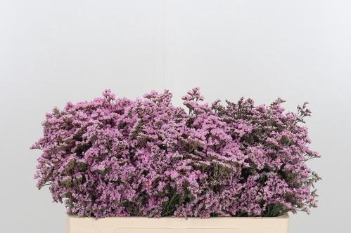 Limonium Safora Oshi Pink