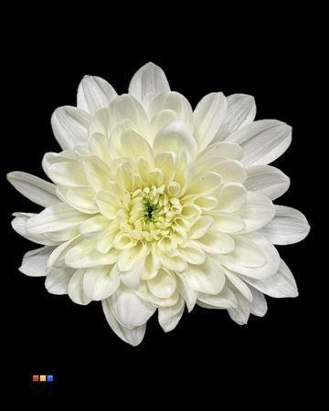 Chrysanthemum Indicum Grp tros kas kleurbehandeld H%