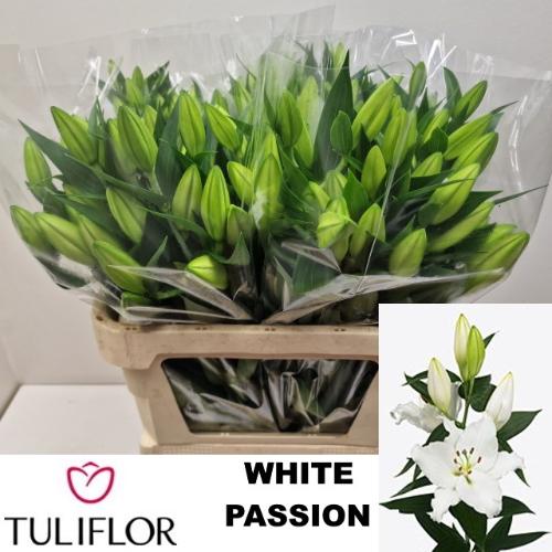 Lilium (Oriental Grp) 'White Passion'