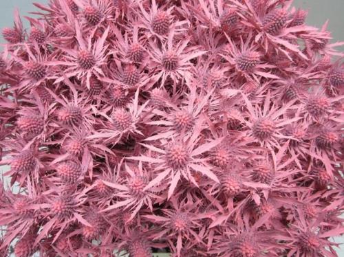 Eryngium planum kleurbehandeld H%